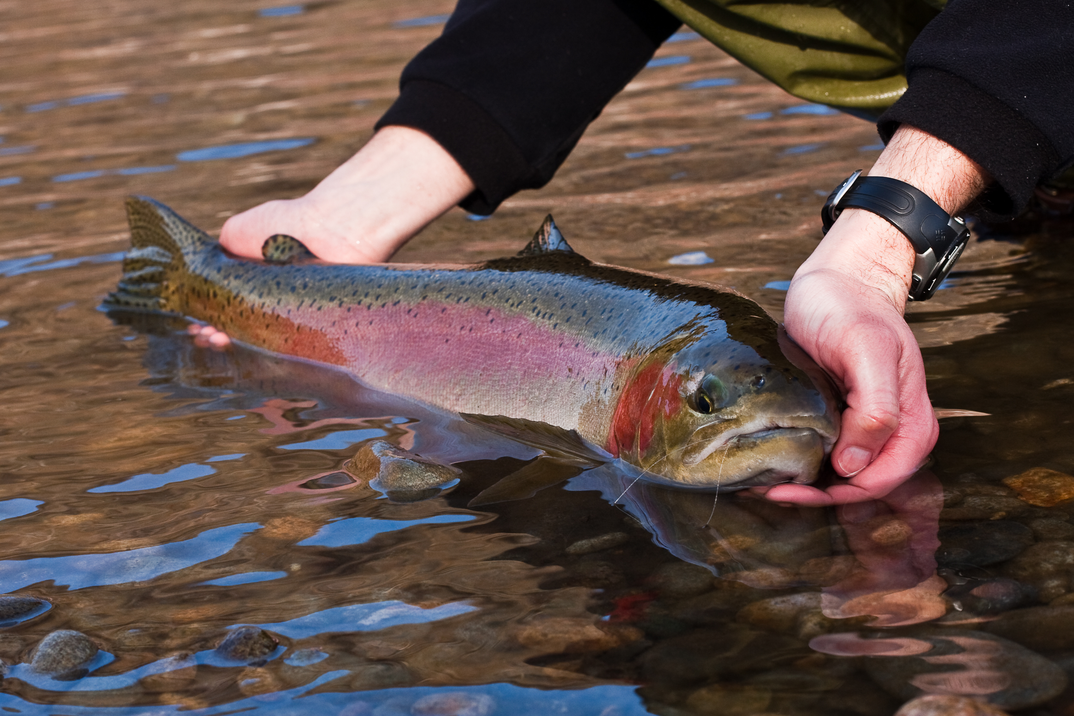 Steelhead fish on sale